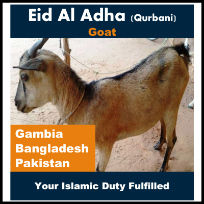 Eid Al Adha - Goat